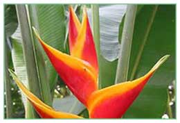 Montserrat Heliconia National Flower