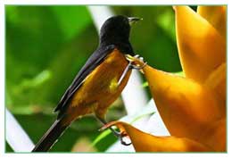 Montserrat Oriole National Bird Heliconia National Flower